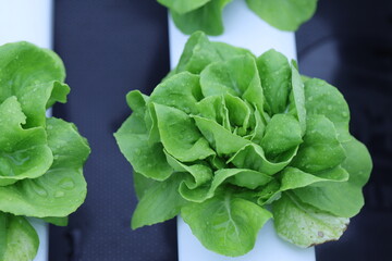 Close up hand farmer in hydroponic garden during morning time food background concept with copy space