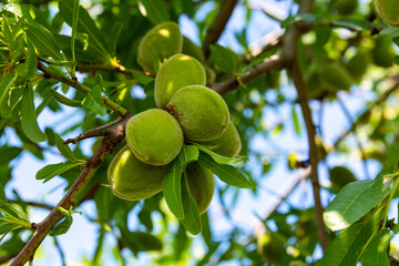 Peaches ripen on a branch among green leaves. Unripe peach fruit on a tree close-up.