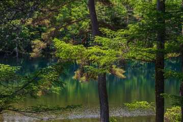 新緑繭る御新鹿池