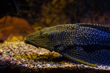 Leopard pleco from Amazon basin, armored catfish, helpful freshwater algae eater, popular fish species rest on gravel bottom of nature planted aquadesign tank, dark acidic water with tannin