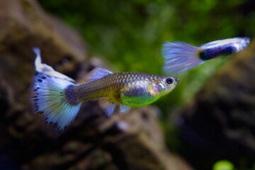 colorful neon glowing freshwater female and blurred male of dwarf fish guppy adult with big blue tail, popular and hardy species for beginners, free space dark blurred background, artificial breed