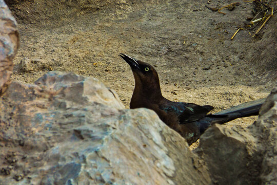 A Quiscalus mexicanus female bird behind a rock 
Un zanate mexicano (quiscalus mexicanus) hembra detr&aacute;s de una roca 