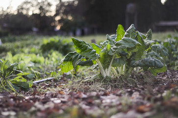 chard cultivation