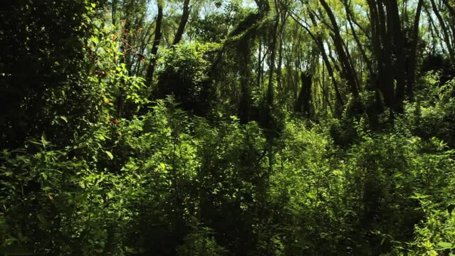 Tropical rainforest landscape. Tilt up of the green trees in the forest in Pre Delta national Park. Beautiful foliage and lush vegetation texture. 