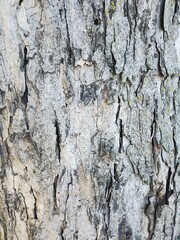 bark of a tree