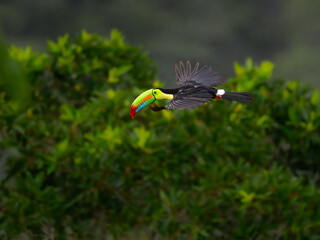 Keel-billed Toucan inflight on green background