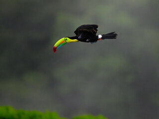 Keel-billed Toucan inflight on green background