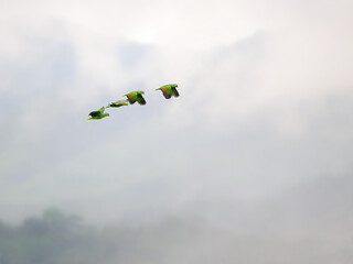 Fototapeta na wymiar Group of four Red-lored Parrot in flight 