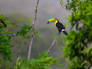 Keel-billed Toucan perched on tree branch in Panama