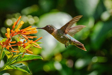 Ruby-throated Hummingbird © Ira Mark Rappaport