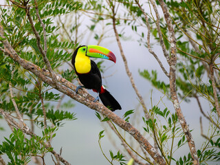 Keel-billed Toucan perched on tree branch in Panama