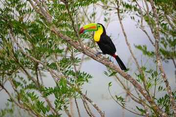 Keel-billed Toucan perched on tree branch in Panama