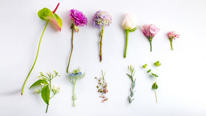 flowers on white background