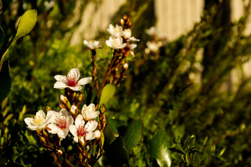 The delicate Melastoma plant and the different colours of the stamen