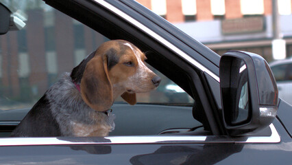 Northern Illinois, USA. May 20, 2022. A dog with its head outside of a cars window appears to be looking in the mirror.

