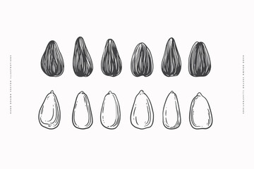 Hand-drawn sunflower seeds, shelled and peeled. Botanical vintage drawing in engraving style. Design element for design of books, markets, packaging. Concept of organic food. Vector illustration.