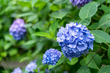 紫陽花(あじさい）