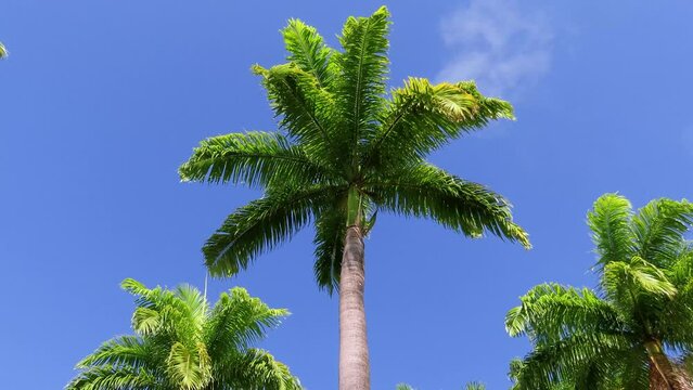 Caribbean Royal Palm also known as Imperial Palm (Roystonea oleracea) on clear blue sky.