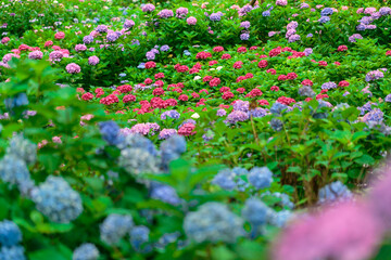 京都宇治、三室戸寺庭園に咲き誇る紫陽花の園。