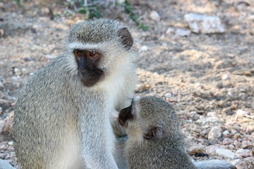 Vervet Monkey, Kruger National Park, South Africa