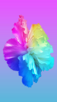 Rainbow Flower Petals, Summer Colors, Beautiful Bright Floral Background