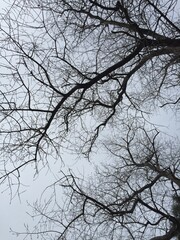 ramas de un árbol en invierno