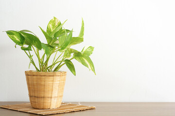 Epipremnum aureum, golden pothos, vining plant with heart-shaped leaves plant in bamboo basket pot on white background. DEVIL’S IVY purify the air inside the house.