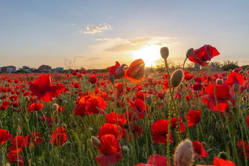 Gordijnen Blooming poppies at sunset. Beautiful red poppy flowers in a poppy field in the rays of the setting sun. Clear quality image. © Vladyslav