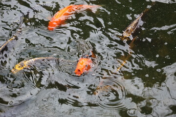 hungry koi fish in pond with it's mouth open