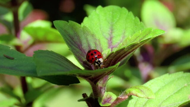 A ladybug on basil leaves.