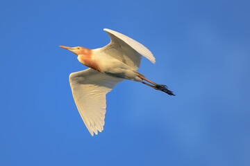 Obraz premium アマサギの飛行