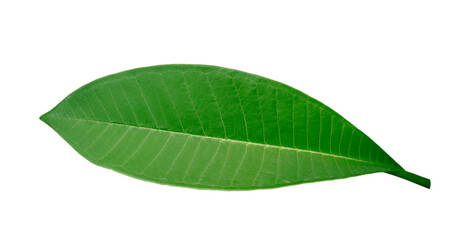 Fototapeta na wymiar the leaf of frangipani isolated on white background clipping path