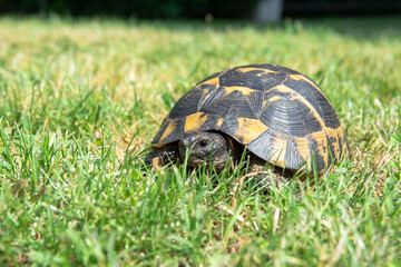 Land Tortoise Sits in the grass Close-up photo. Turtle portrait, shell and tortoise head.