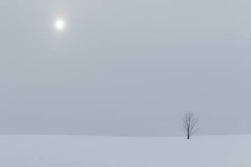 雪原の木

