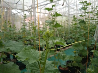 tomato in greenhouse