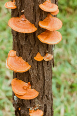 Fungos