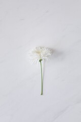  A very beautiful white background