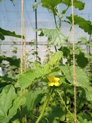 cucumber in the garden