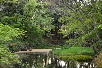 池と緑