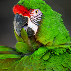 green winged macaw © Mary
