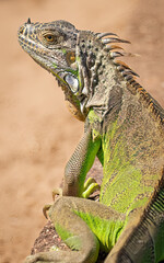 iguana on the beach