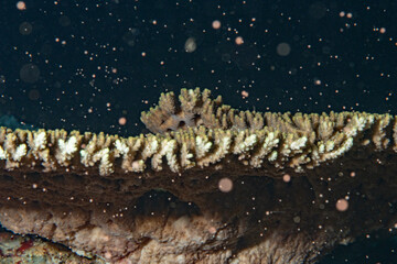 珊瑚の産卵