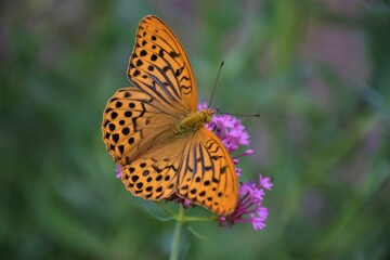 Obraz premium mariposa naranja