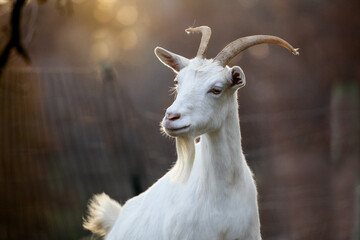 portrait of a white goat with horns and beard