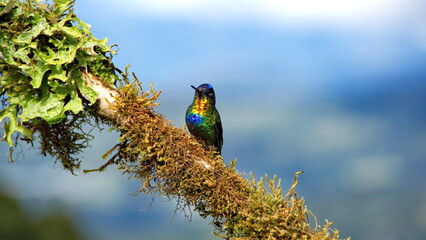 Fiery-throated hummingbird (Panterpe insignis) perched on a stick at the high altitude Paraiso...