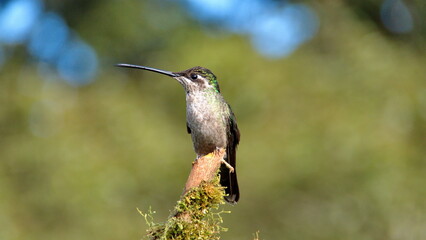 Female talamanca hummingbird (Eugenes spectabilis) perched on a stick at the high altitude Paraiso Quetzal Lodge outside of San Jose, Costa Rica