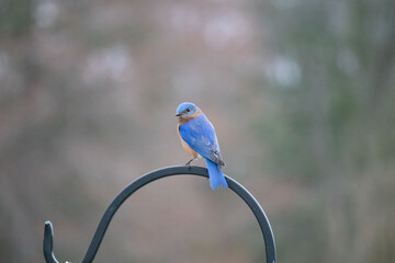 Bluebird on shepherds hook ready to lunge at mealworm feeder, waiting his turn