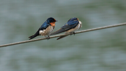 Pacific Swallow 