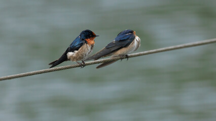 Pacific Swallow 