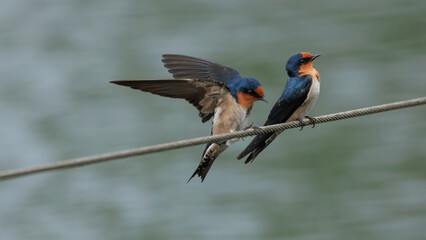 Pacific Swallow 